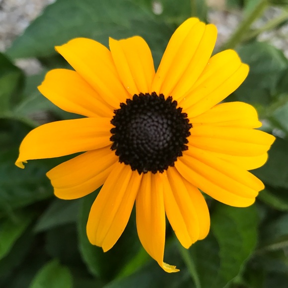 Meet your Posher, Megan - Picture 1 of 1